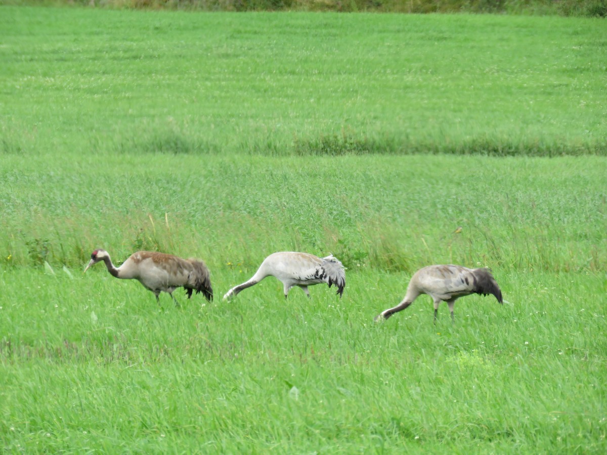 Common Crane - ML470309701