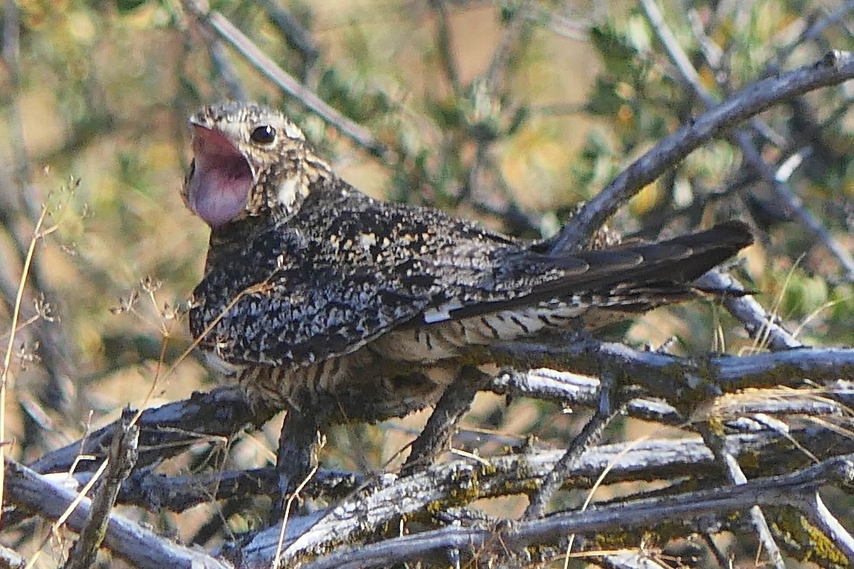 Common Nighthawk - ML470309851