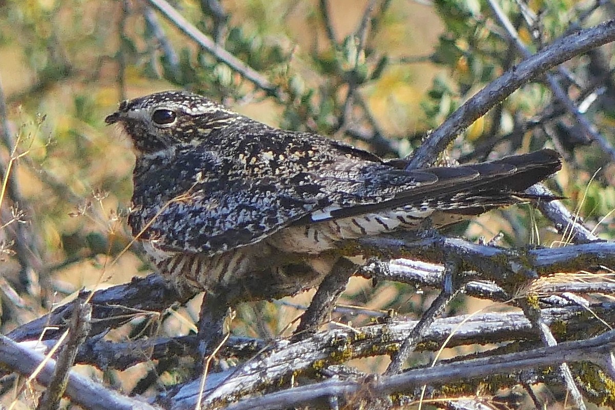 Falkennachtschwalbe - ML470309901