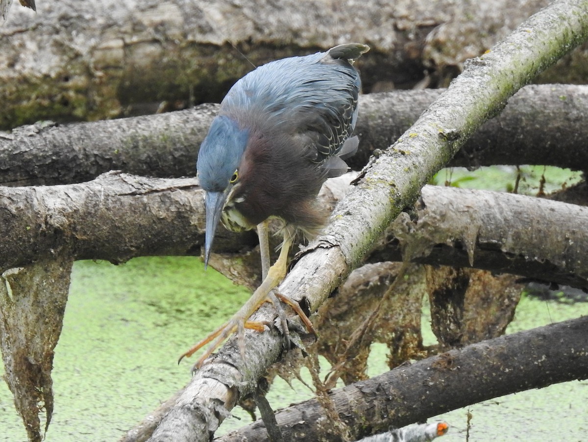 Green Heron - Chris Wiles