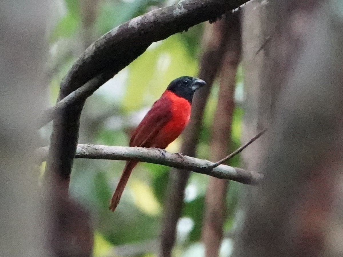 Red-and-black Grosbeak - Barry Reed