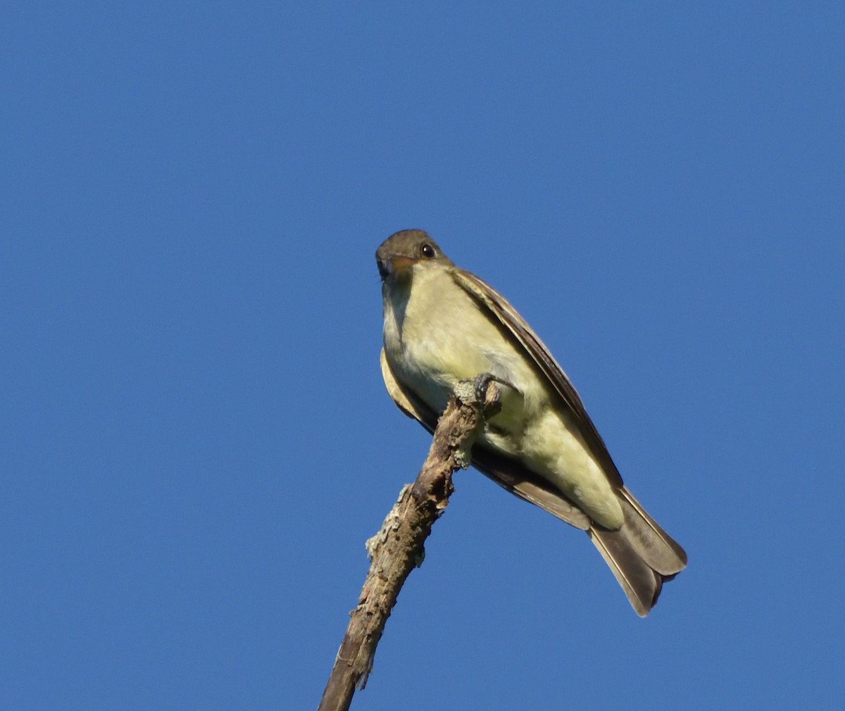 Eastern Wood-Pewee - ML470311011