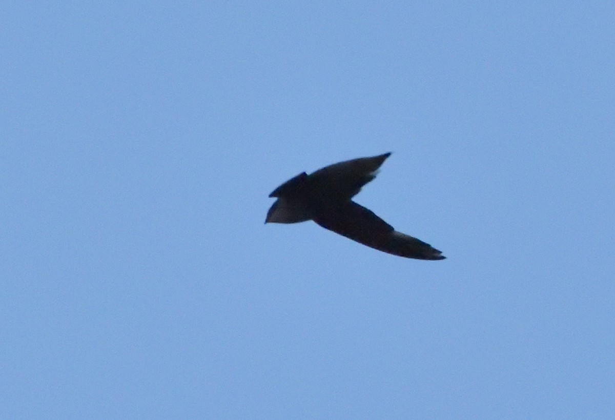 Chimney Swift - ML470311181