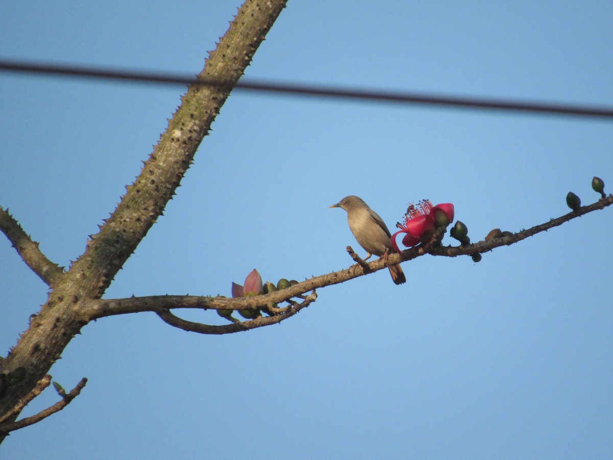 Chestnut-tailed Starling - ML47031121