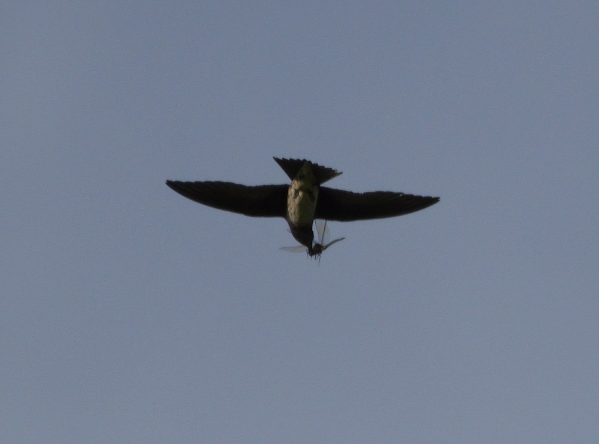 Purple Martin - Robert Tonge