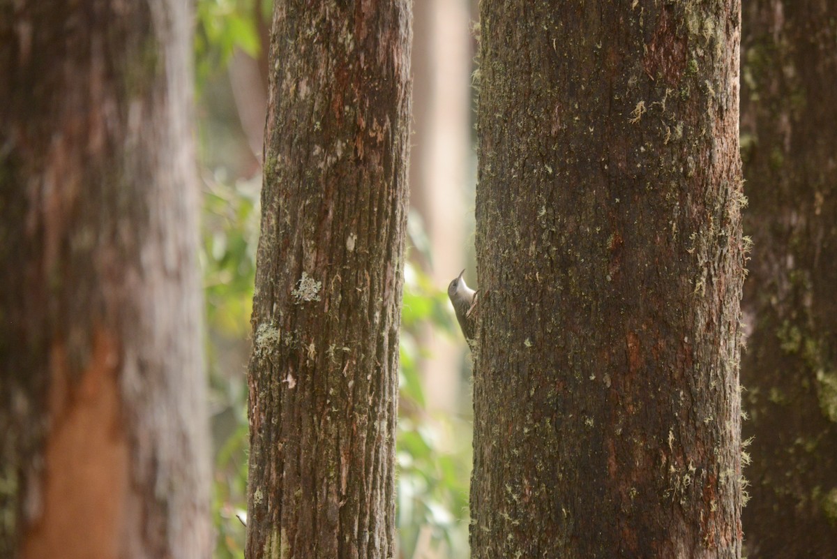 White-throated Treecreeper - ML470314121