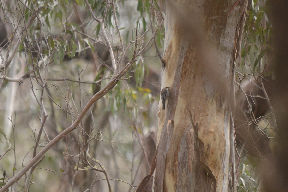 Red-browed Treecreeper - ML470314181