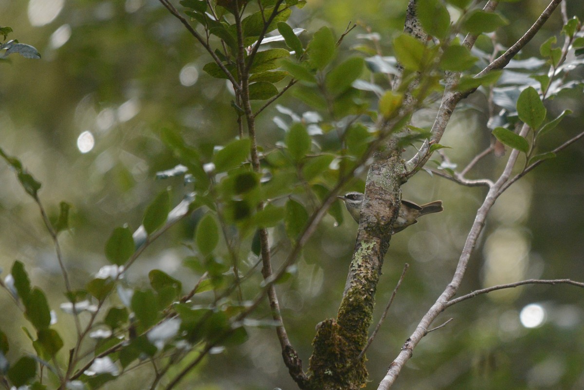 White-browed Scrubwren - ML470314241