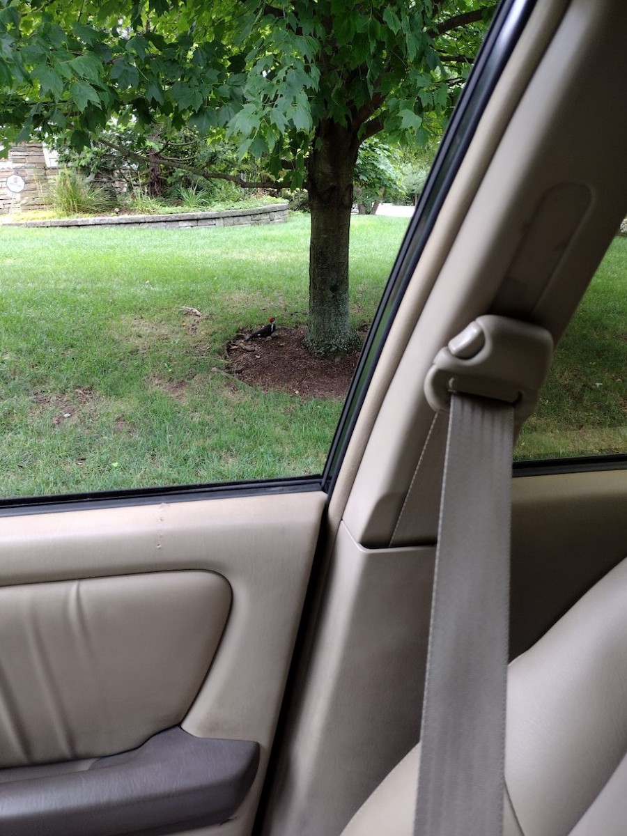 Pileated Woodpecker - ML470314971