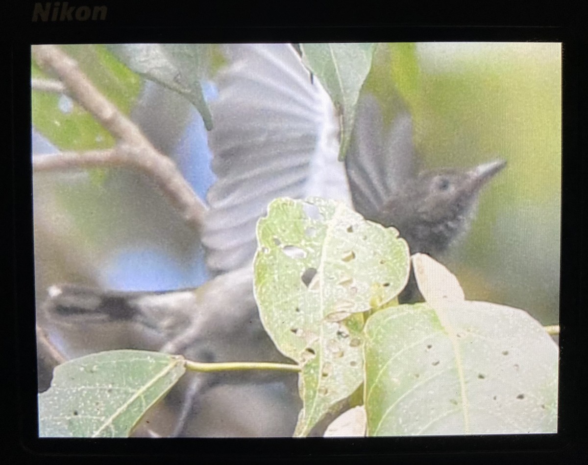 Thick-billed Berrypecker - ML470315401