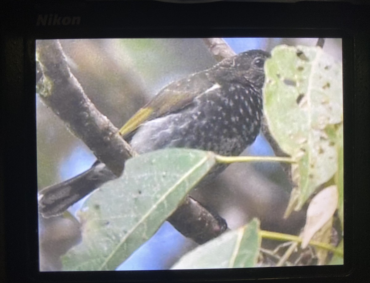 Thick-billed Berrypecker - ML470315411