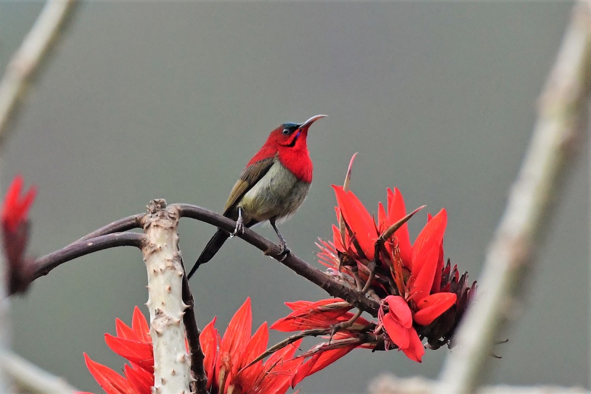 Crimson Sunbird - Anirban  Bhaduri