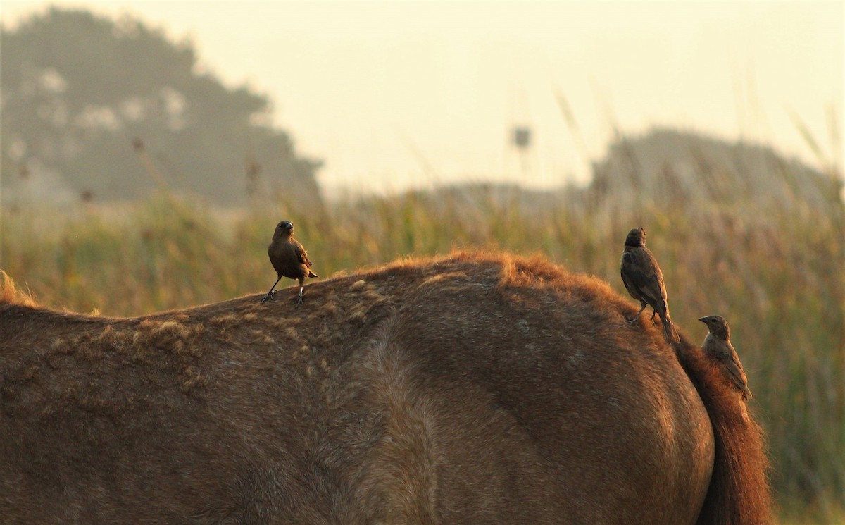 Shiny Cowbird - Matías Garrido 🐧