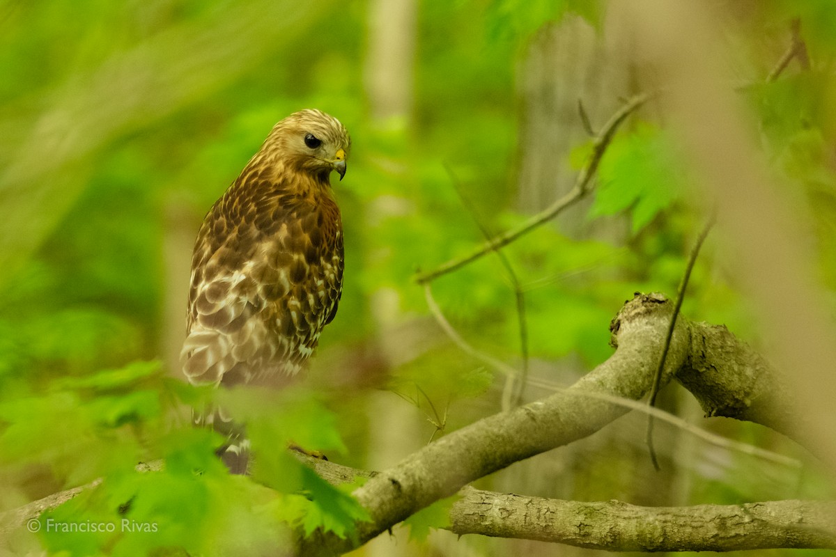 Red-shouldered Hawk - ML470317191