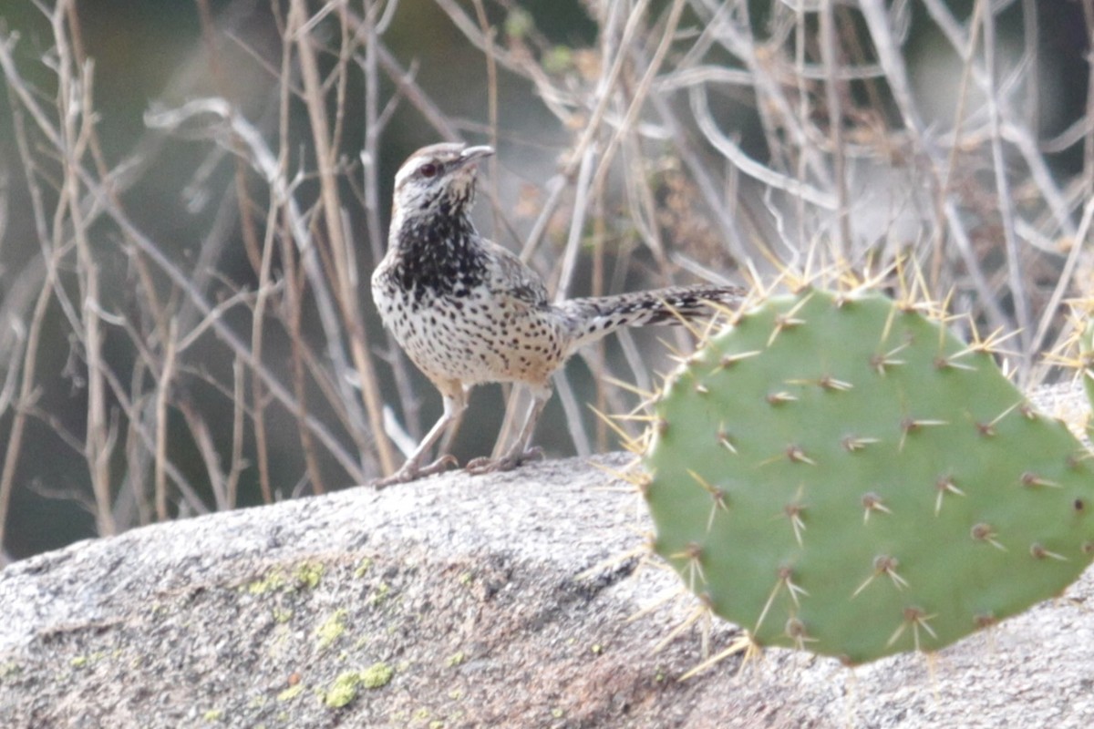 Cactus Wren - ML470317311