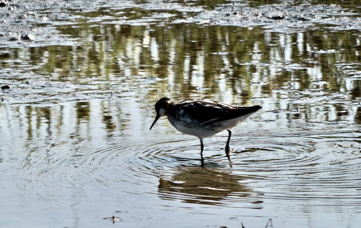 Red-necked Phalarope - Daniel Casey