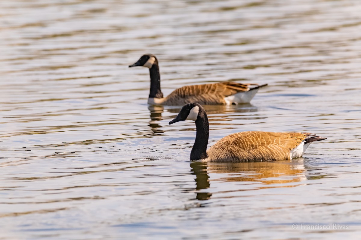 Canada Goose - ML470318791