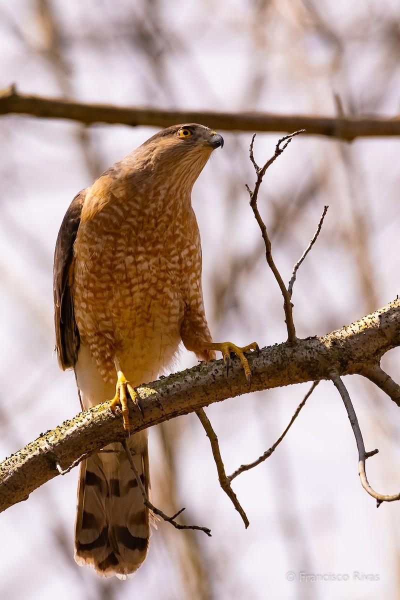 Cooper's Hawk - ML470318881