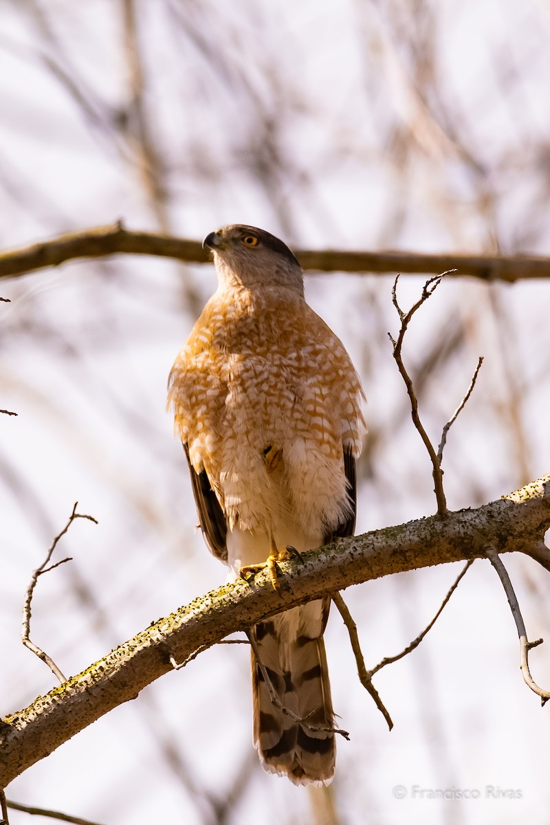 クーパーハイタカ - ML470318911