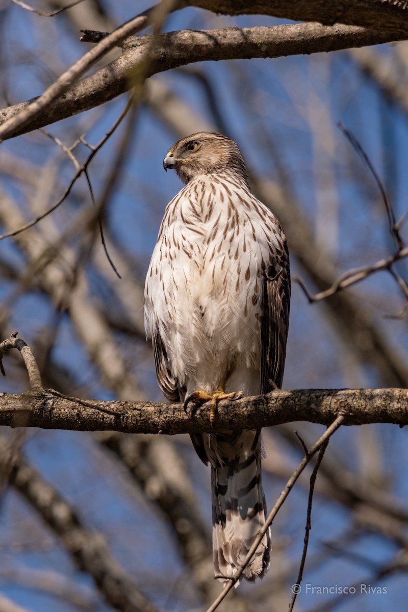 Cooper's Hawk - ML470318941