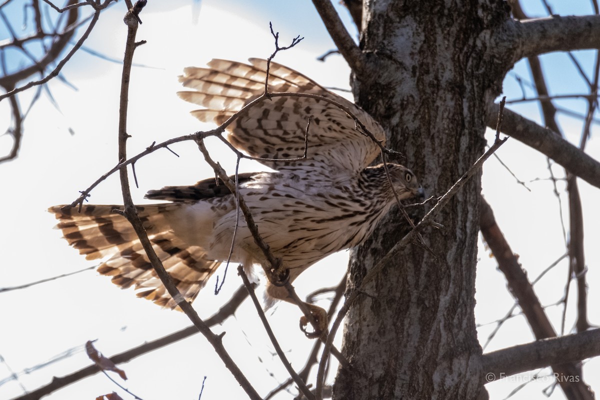 Cooper's Hawk - ML470318981