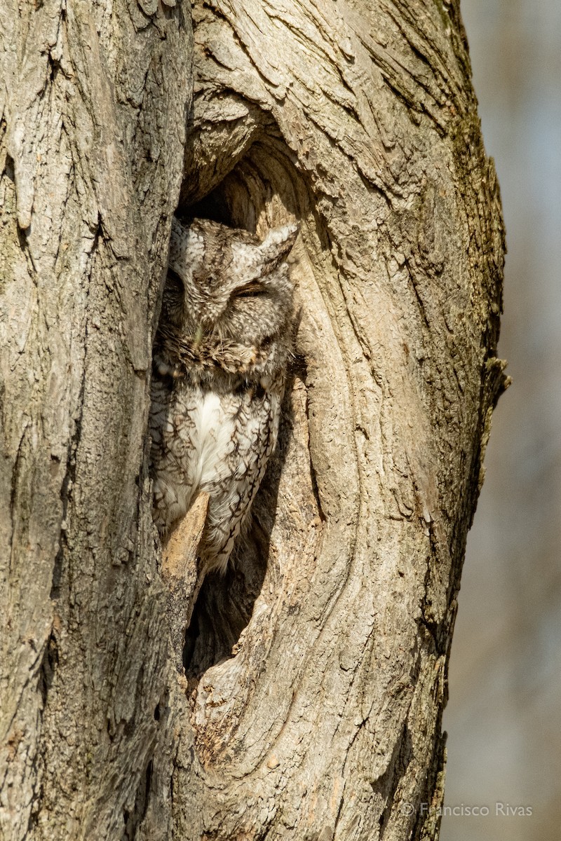 Eastern Screech-Owl - ML470319021
