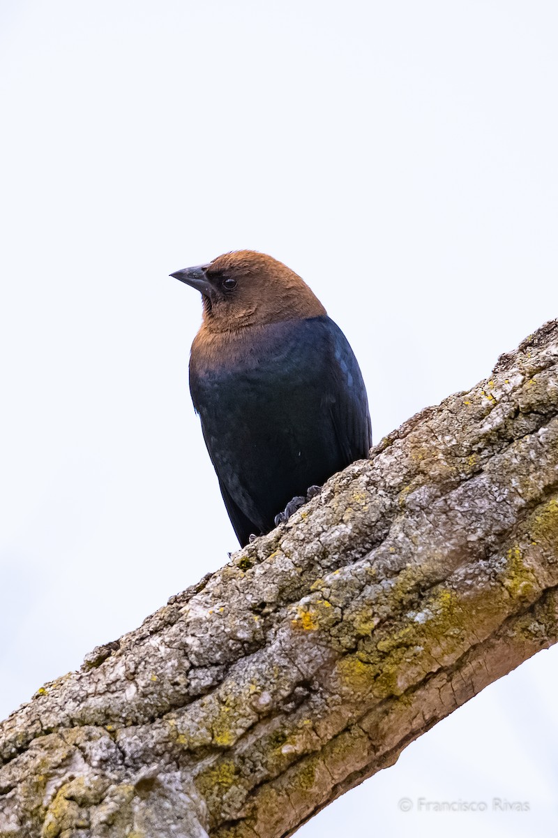 Brown-headed Cowbird - ML470319261