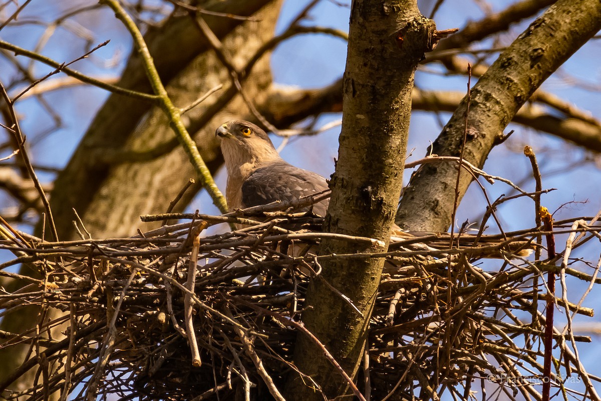 Cooper's Hawk - ML470319351