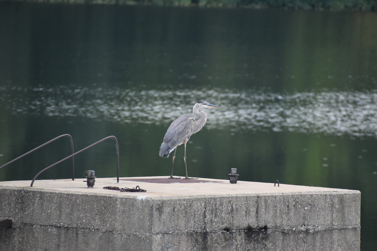 Great Blue Heron - ML470319371