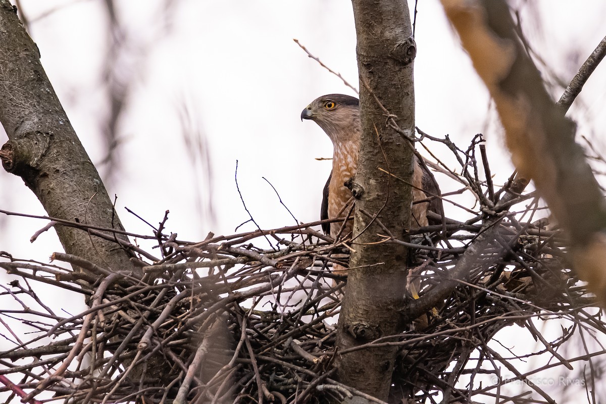 Cooper's Hawk - ML470319381