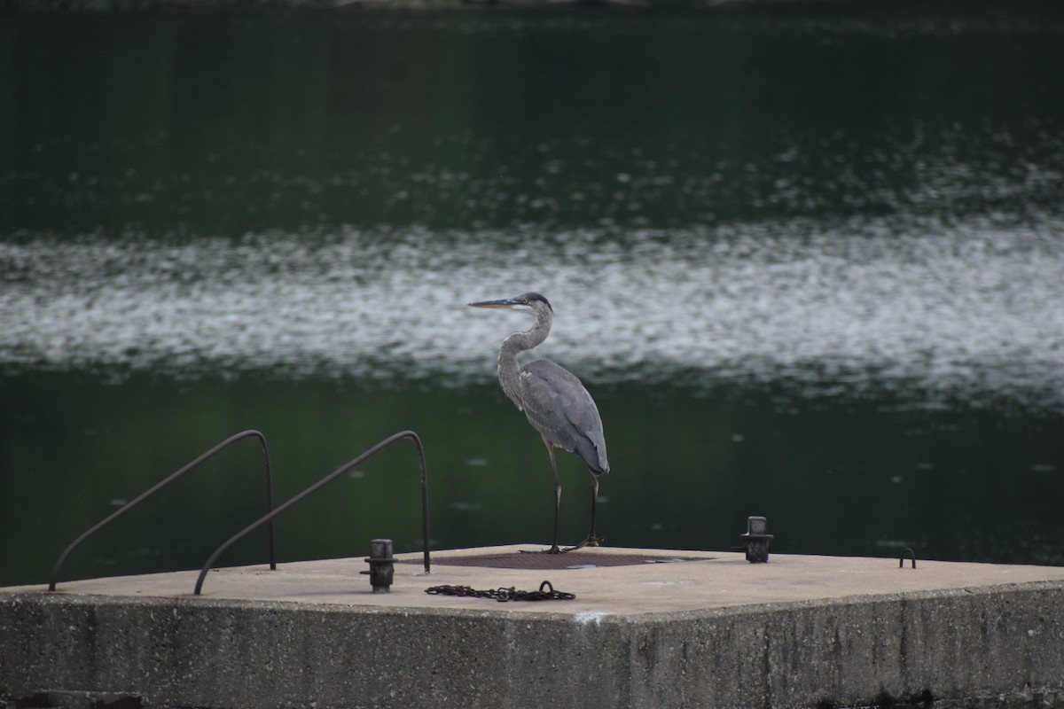 Great Blue Heron - ML470319401