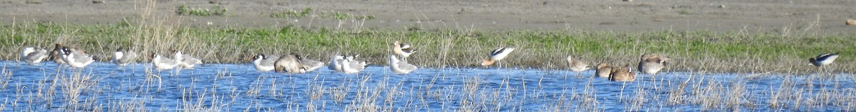 Franklin's Gull - ML470319711