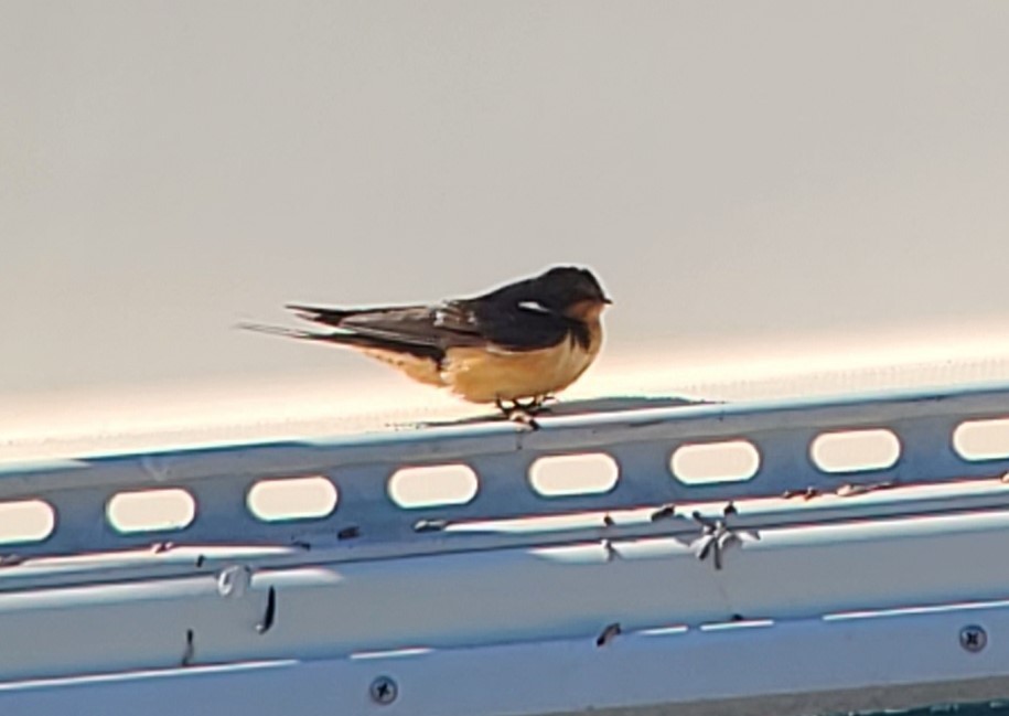 Barn Swallow - ML470320581