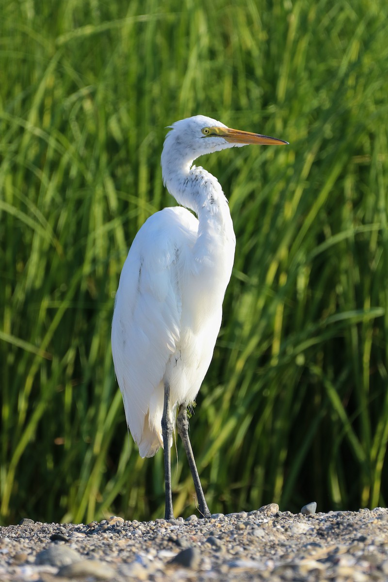 Great Egret - Sean Carroll