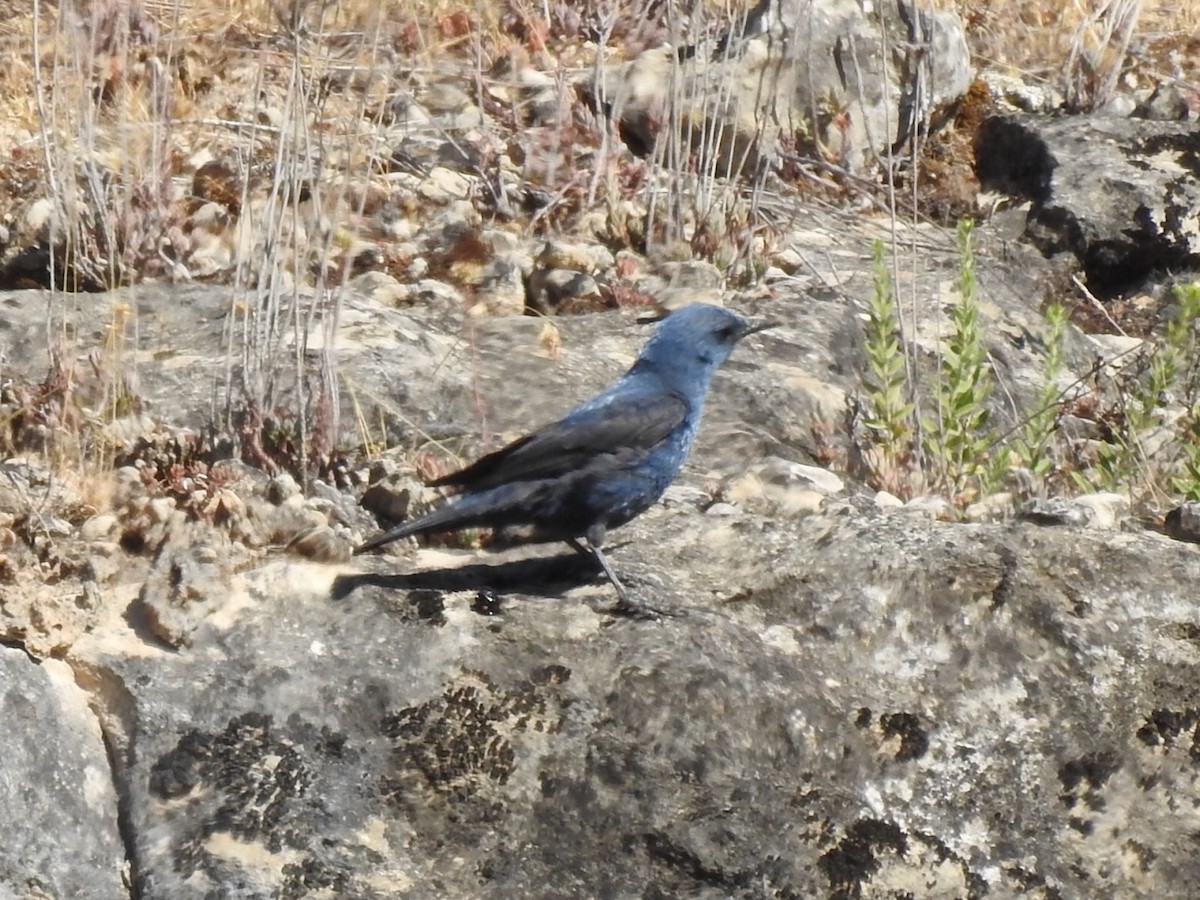 Blue Rock-Thrush - ML470322741