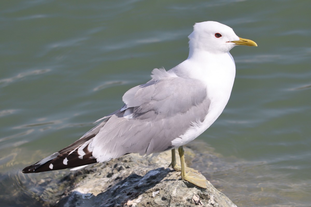 Short-billed Gull - ML470322911