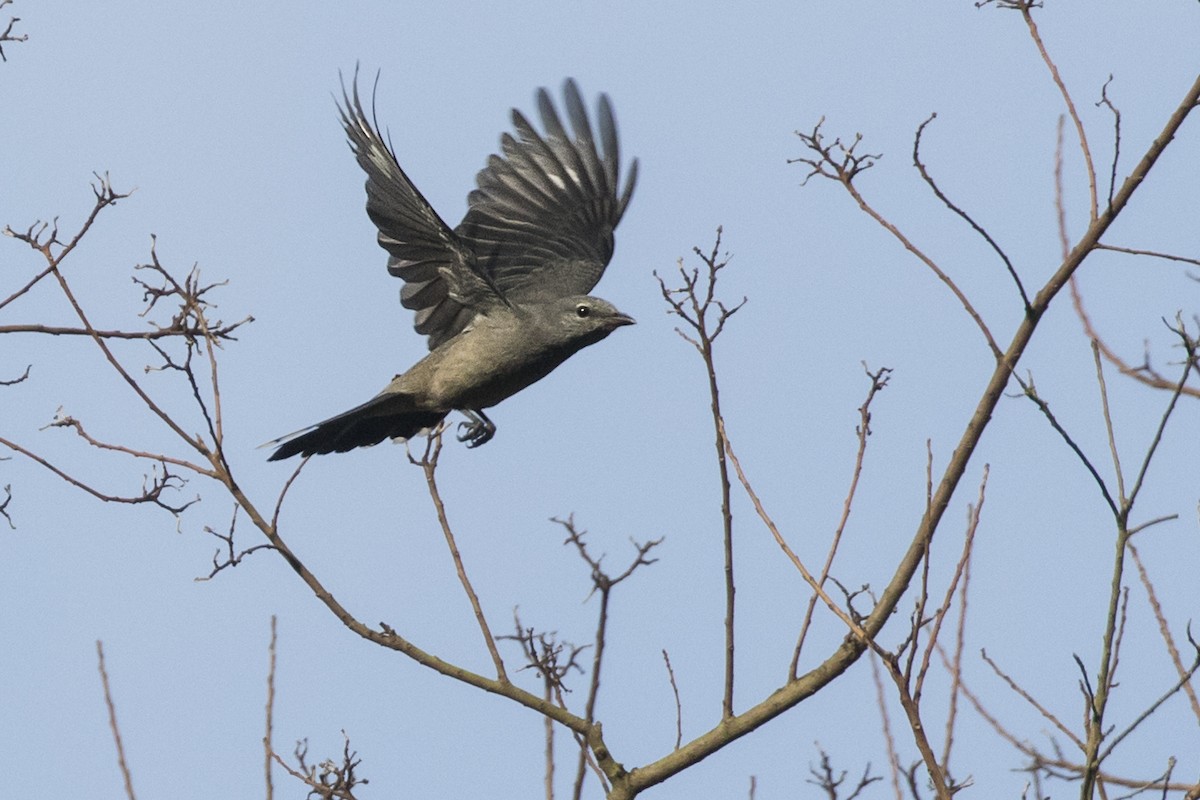 Black-winged Cuckooshrike - ML47032331