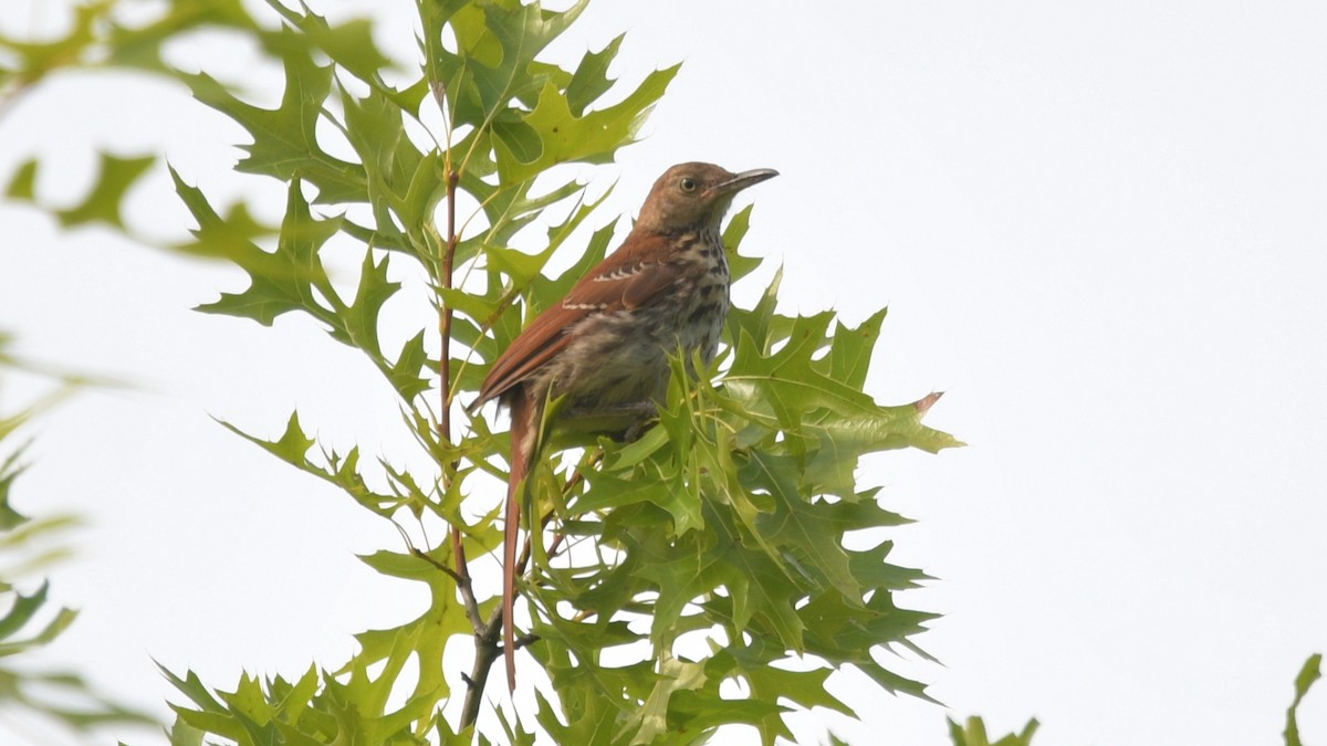 Brown Thrasher - ML470323951