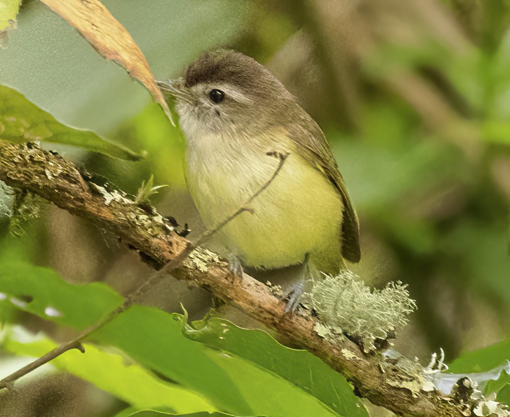 Brown-capped Vireo - Scott Young