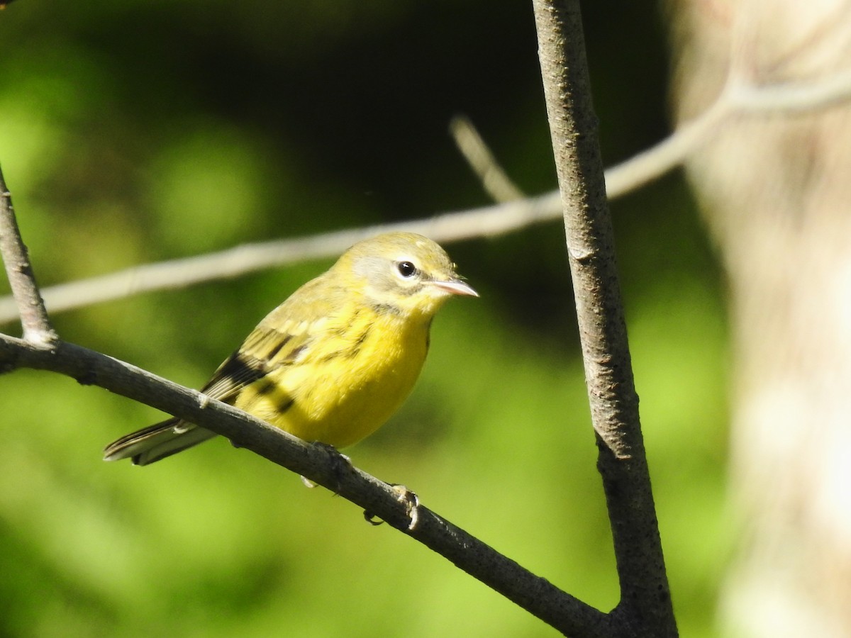 Prairie Warbler - ML470325861