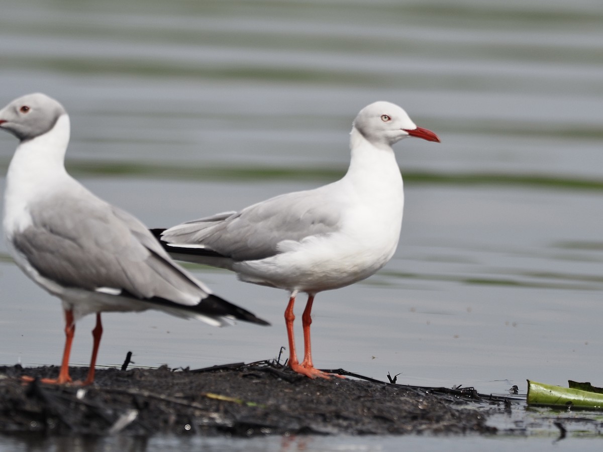 Mouette à tête grise - ML470327601