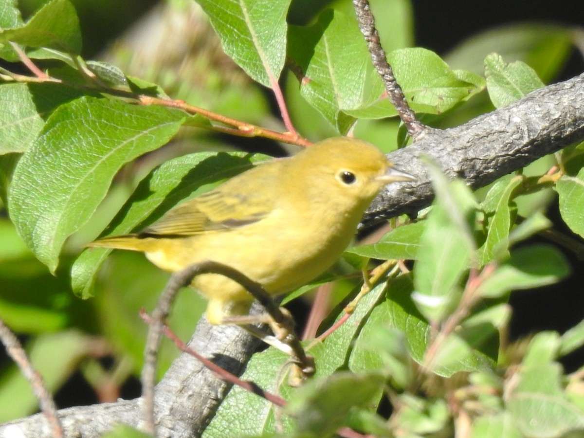 Yellow Warbler - ML470330341