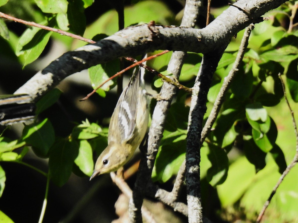 Blackburnian Warbler - ML470330961