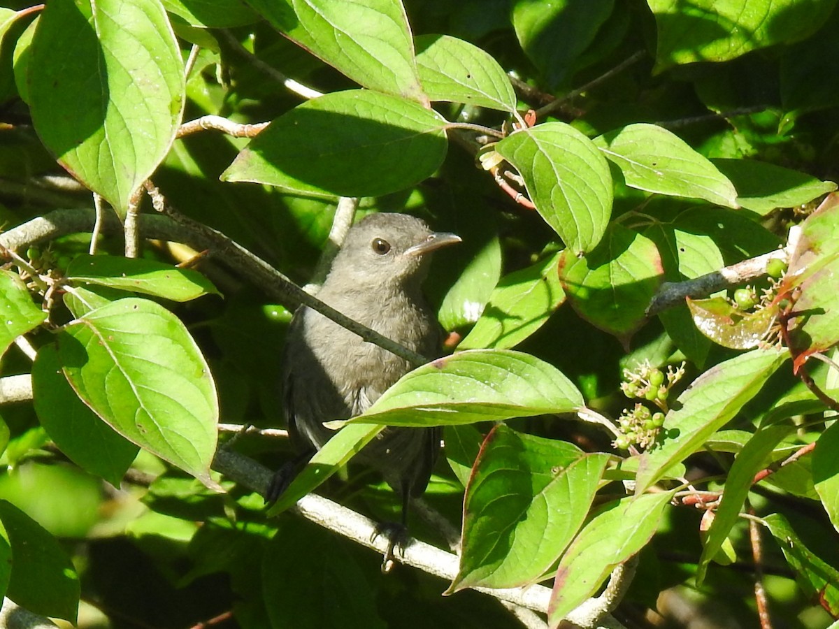 Gray Catbird - ML470331111
