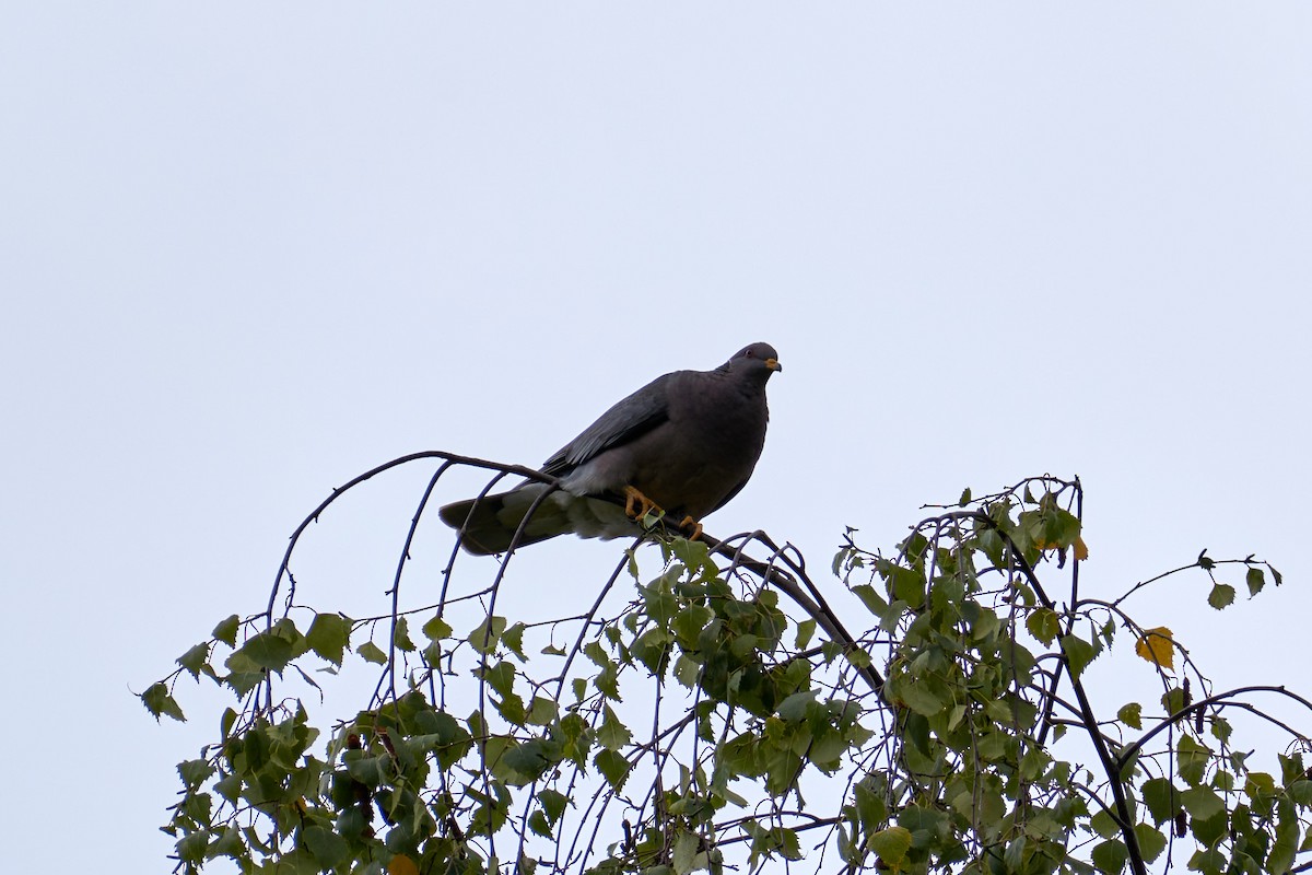 Band-tailed Pigeon - ML470331341