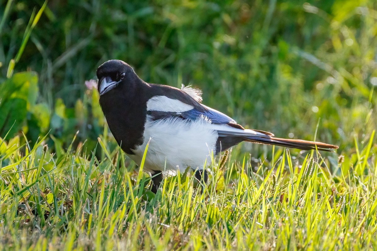 Black-billed Magpie - ML470331891