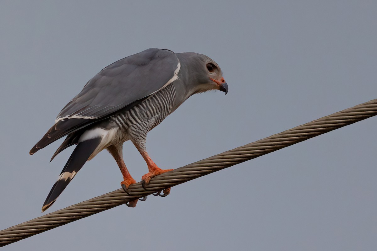 Lizard Buzzard - ML470332171