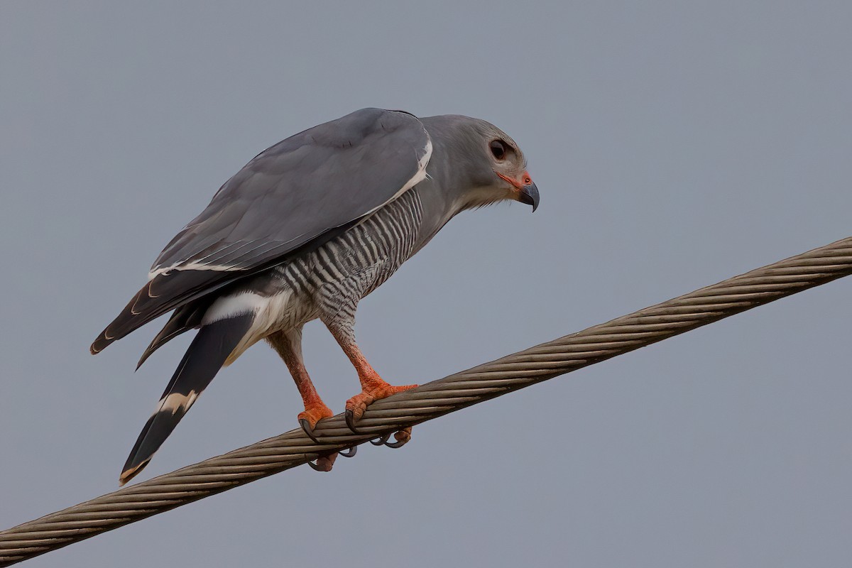 Lizard Buzzard - ML470332191