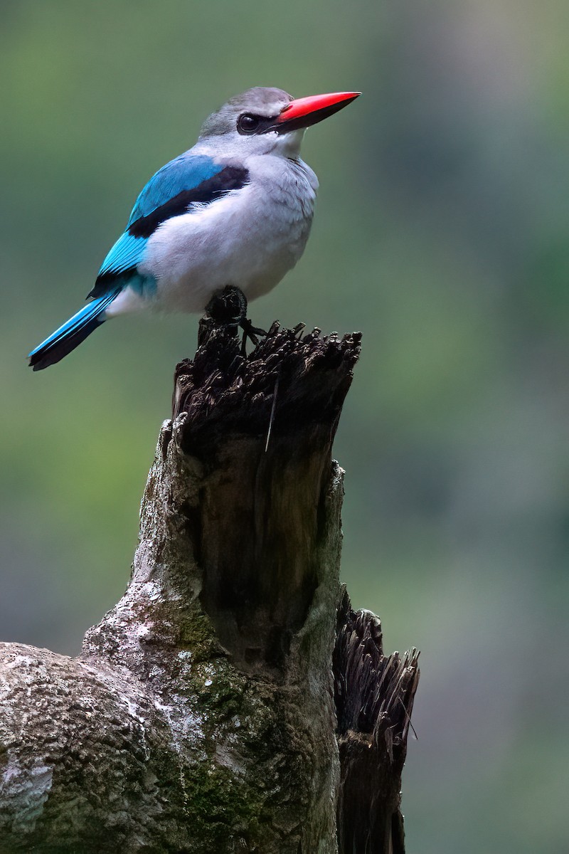 Woodland Kingfisher - Jaap Velden