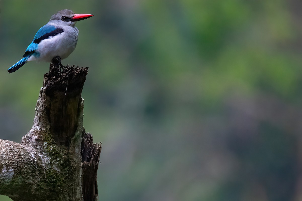 Woodland Kingfisher - Jaap Velden